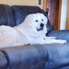 Great Pyrenees from MAKA Farms