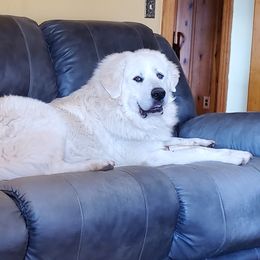 Great Pyrenees from MAKA Farms