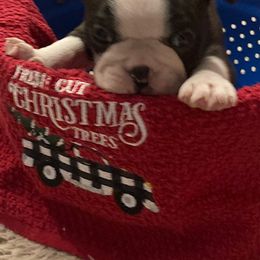 "Male #5" Boston Terrier Puppies from Holly's Boston Terriers