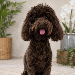 Kay White Diamond Sofia - Brown male Poodle puppy in Anza, California from Top Shepherd - Snow Angels Bichon Frisé, Maltise, toy Poodles.
