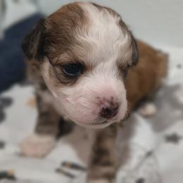 Teddy - White and chocolate male Chinese Crested puppy in Frederick, Maryland from Lovable Cresteds