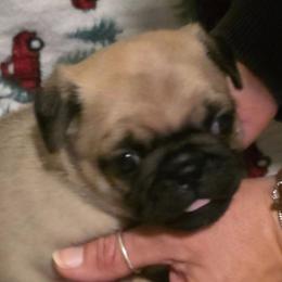 Ava-Red Collar - Fawn female Pug puppy in New Braunfels, Texas from Kex Pug Haus