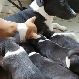 Basenjis from Haus Annandael Basenjis