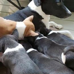 Basenjis from Haus Annandael Basenjis