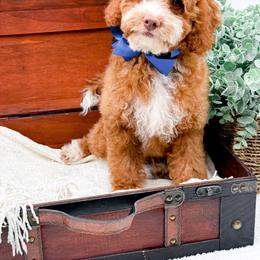 Billy - Red  male Goldendoodle puppy in North Carolina from NC Doodle Puppies