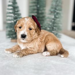 Frisbee - Apricot female Goldendoodle puppy in Sterling, Illinois from Charley's Goldendoodles