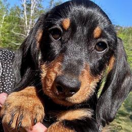 Boy 2 - Black and tan male Dachshund puppy in Michigan And Florida Locations, Michigan from UP North Dachshunds UPNDLLC