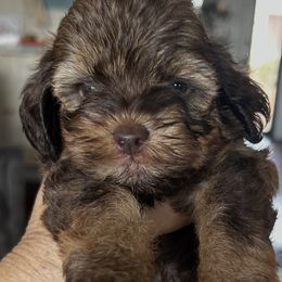 Celebration - Tri-color female Cavapoo puppy in Arabi, Georgia from Huckadoodle Farm