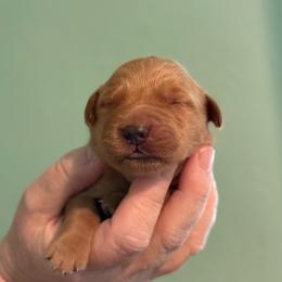 Green - Dark golden female Golden Retriever puppy in Eustis, Florida from Earley Goldens