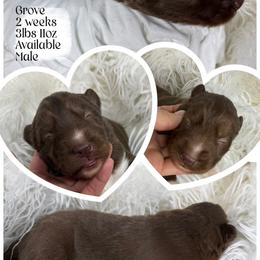 Grove - Red and white male Siberian Husky puppy in Florence, Kentucky from Moonlight Howl Huskies