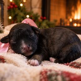 Jovie - Sable female Cavapoo puppy in Ville Platte, Louisiana from The Barkery