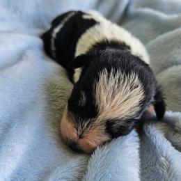 Elizabeth - Parti female Miniature Schnauzer puppy in Crosby, Texas from Raisin' the Woof Schnauzers