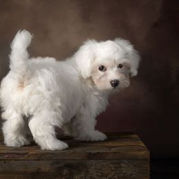 Wee Leprechaun - White male Coton de Tulear puppy in Middletown, Ohio from Carousel Cotons