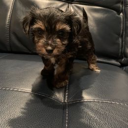 Yorkipoo and Yorkshire Terrier Puppies from Bougie Paws LLC