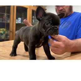 Roscoe - Brindle male French Bulldog puppy in Asheville, North Carolina from MTO KENNELS
