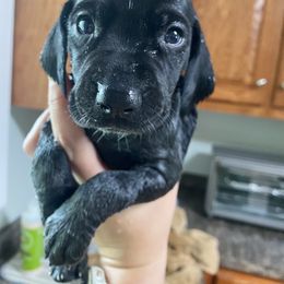 Yellow Girl - Black roan German Shorthaired Pointer puppy in South Carolina from One Shot Shorthairs