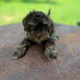 Dove - Brown white and tan female Cockapoo puppy in Albany, Kentucky from Windy Pines Farm