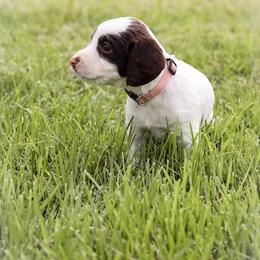 Girl 2 - Liver and white female English Springer Spaniel puppy in Forest, Virginia from Southern Springers