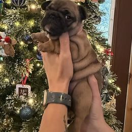 Savvy B - Liver female French Bulldog puppy in Rochester, Washington from Frenchie Bulldog Kisses