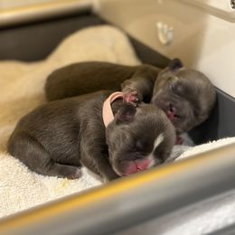 French Bulldog Puppies from Floofie Frenchies