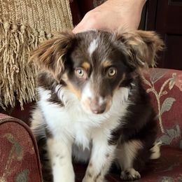 Scarlet - Toy Australian Shepherd