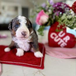 Yellow Collar - Blue merle male Bernedoodle puppy in Indiahoma, Oklahoma from Farm Fresh Doodles