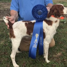 Brittany Puppies from HillTop Brittany Kennel
