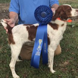 Brittany Puppies from HillTop Brittany Kennel