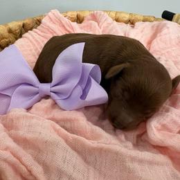 Mulan - Red  female Goldendoodle puppy in Calico Rock, Arkansas from Cottrell’s Poodles & Doodles