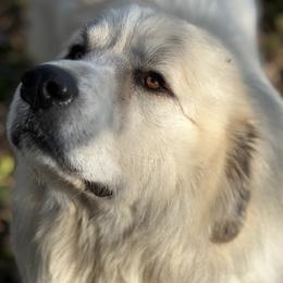 Moose - Great Pyrenees