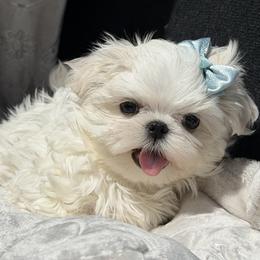 Maxwell - White male Maltese puppy in Newport Beach, California from Exotic City Pomeranians and chihuahuas