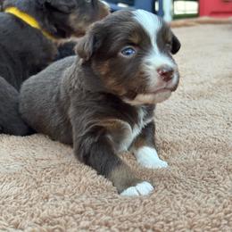 Orange - Red tri female Miniature Australian Shepherd puppy in Arizona from Country Charm Mini Aussies