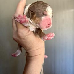 Bernedoodle, Poodle, and Saint Berdoodle Puppies from Remington Kennels, LLC