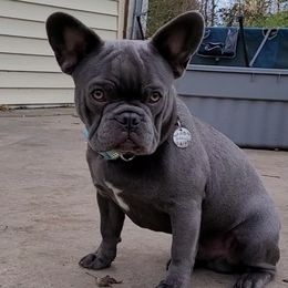 Angus - French Bulldog