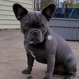 Angus - French Bulldog