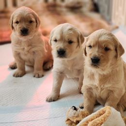 Golden Retriever Puppies from Valley Creek Farm