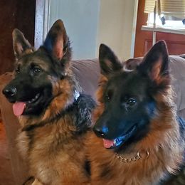 German Shepherds from Christy's German Shepherds