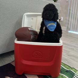 Poodle Puppies from Maison des Caniches