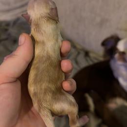 Casanova - Fawn male Chihuahua puppy in Austin, Indiana from Dog Bones N Harmony