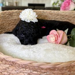 Magenta collar - Black female Goldendoodle puppy in Indiahoma, Oklahoma from Farm Fresh Doodles