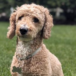 Goldendoodles from Country Lane Goldendoodles