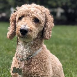 Goldendoodles from Country Lane Goldendoodles