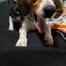 Oliver Black collar - Black tan and bluetick male Beagle puppy in East Providence, Rhode Island from Amanda's Beagles