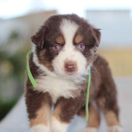 Selank Green - Red tri-color male Australian Shepherd puppy in Bloomington, California from Oro’z Farm Aussies