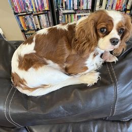 Cavalier King Charles Spaniel Puppies from Cynthia's Cavaliers