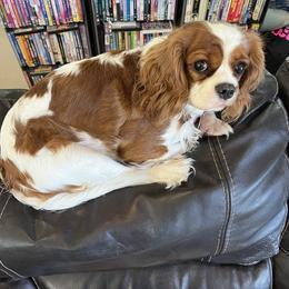 Cavalier King Charles Spaniel Puppies from Cynthia's Cavaliers