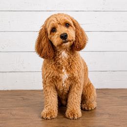 Babi - Cavapoo