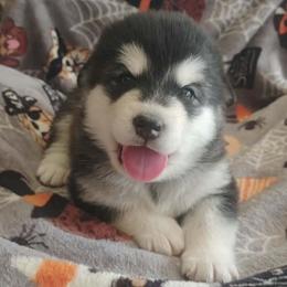 Girl 2 'Onyx' lime green collar - Gray and white female Alaskan Malamute puppy in Grayson County, Virginia from River Bend Malamutes