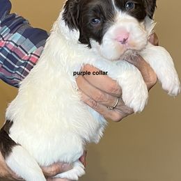 Purple collar girl - Chocolate female Australian Labradoodle puppy in Fairfield, California from Twin Sisters Doodles