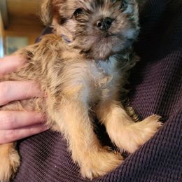 Brussels Griffon Puppies from Turkey Ridge Brussels Griffons